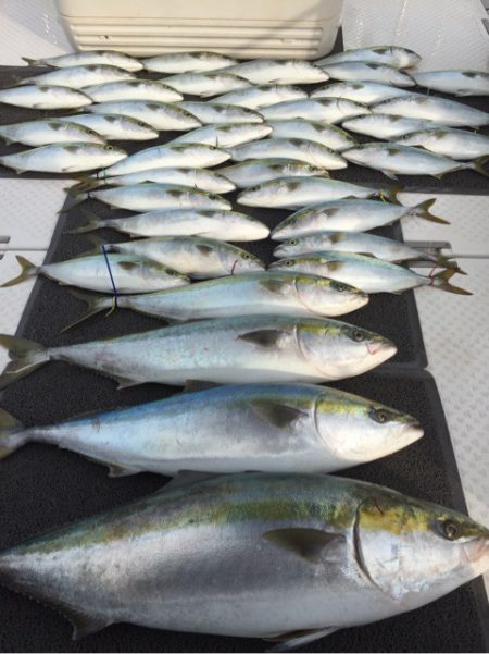 ビッグファイター 釣果