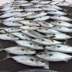 ビッグファイター 釣果