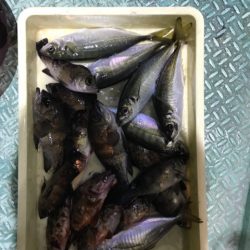 ヤザワ渡船 釣果