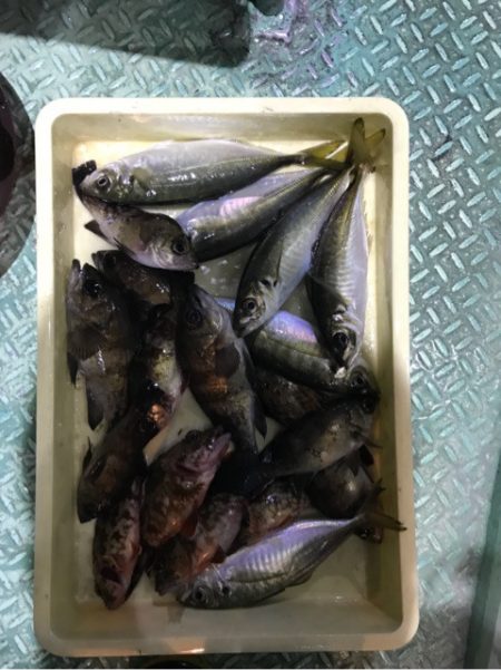 ヤザワ渡船 釣果