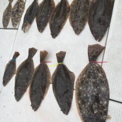 遊漁船メテオ 釣果