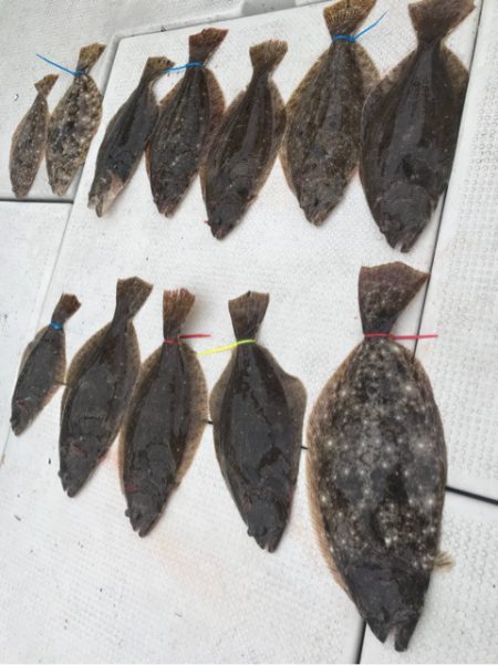 遊漁船メテオ 釣果