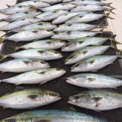 ビッグファイター 釣果