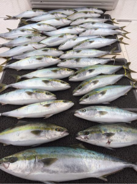 ビッグファイター 釣果