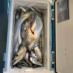 ヤザワ渡船 釣果