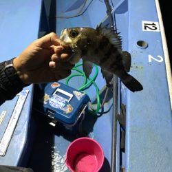 ヤザワ渡船 釣果