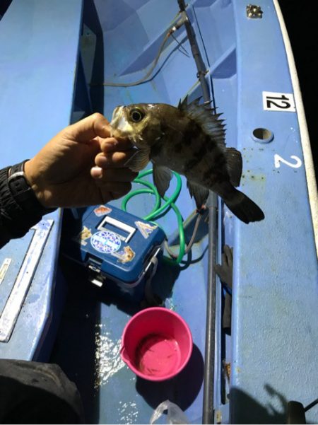 ヤザワ渡船 釣果