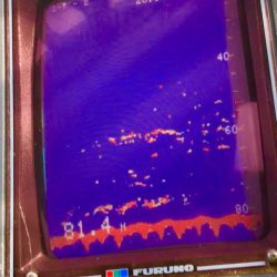 あみや渡船 JIGBOY 釣果