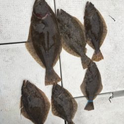 遊漁船メテオ 釣果