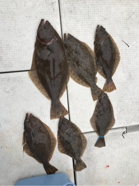 遊漁船メテオ 釣果