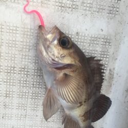 「LaGooN」蒼陽丸 日和号　 釣果