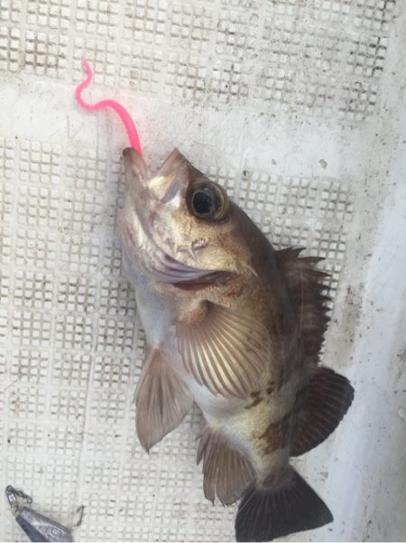 「LaGooN」蒼陽丸 日和号　 釣果