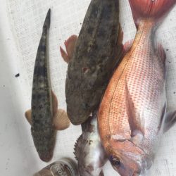 「LaGooN」蒼陽丸 日和号　 釣果