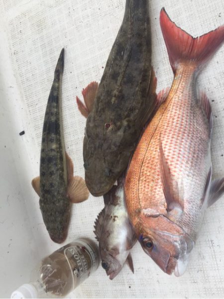 「LaGooN」蒼陽丸 日和号　 釣果