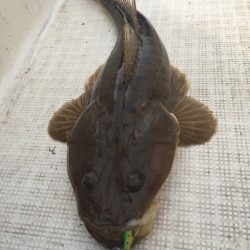 「LaGooN」蒼陽丸 日和号　 釣果