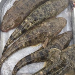 「LaGooN」蒼陽丸 日和号　 釣果