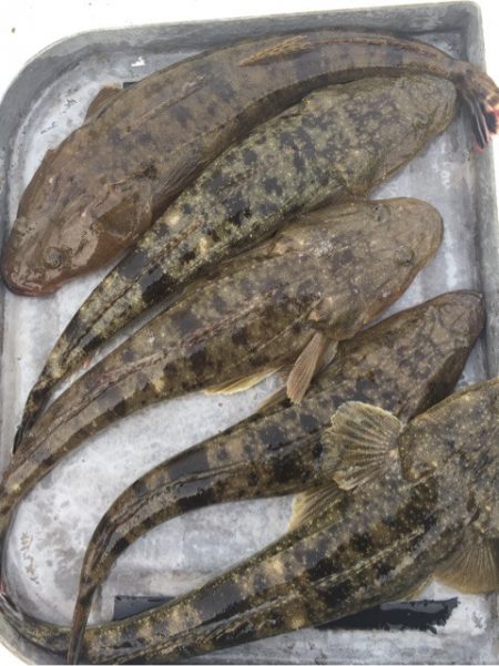 「LaGooN」蒼陽丸 日和号　 釣果