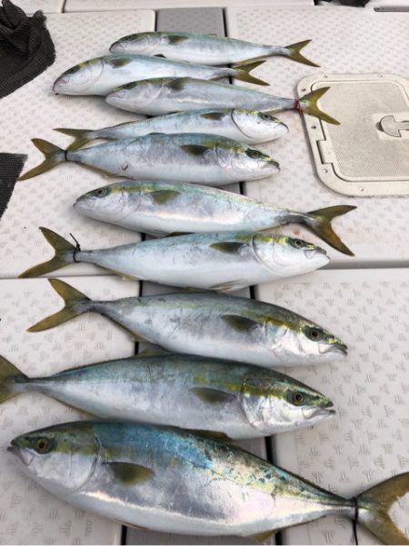 ビッグファイター 釣果