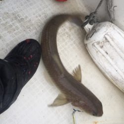 「LaGooN」蒼陽丸 日和号　 釣果