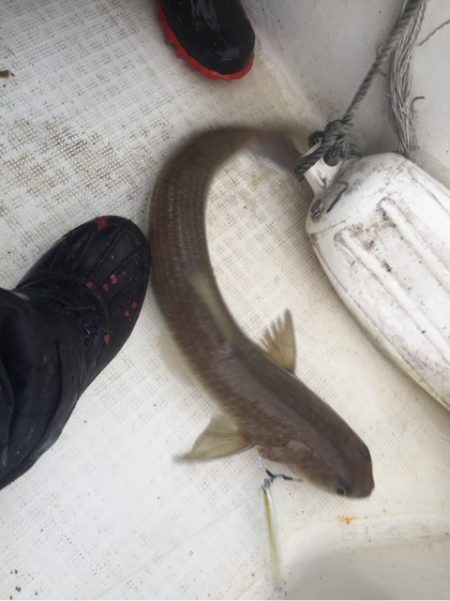 「LaGooN」蒼陽丸 日和号　 釣果