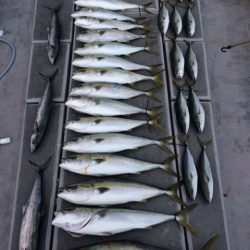 SeaRide(シーライド) 釣果