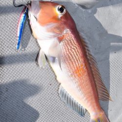 渡船屋たにぐち 釣果