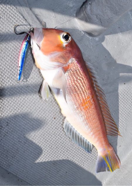 渡船屋たにぐち 釣果
