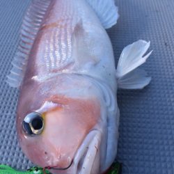 渡船屋たにぐち 釣果