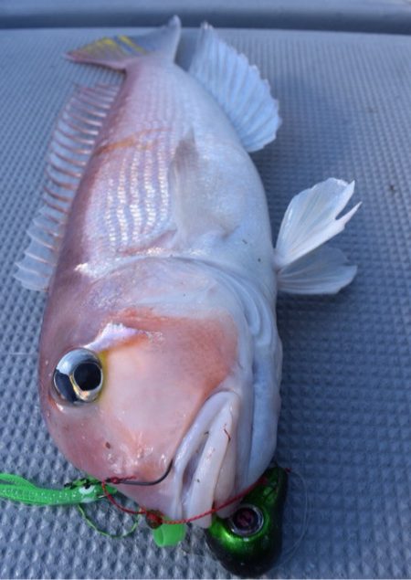 渡船屋たにぐち 釣果