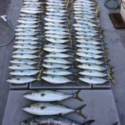 SeaRide(シーライド) 釣果