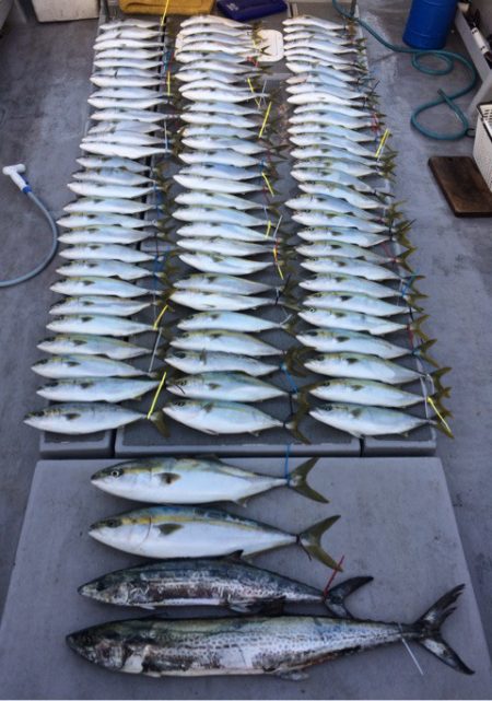 SeaRide(シーライド) 釣果