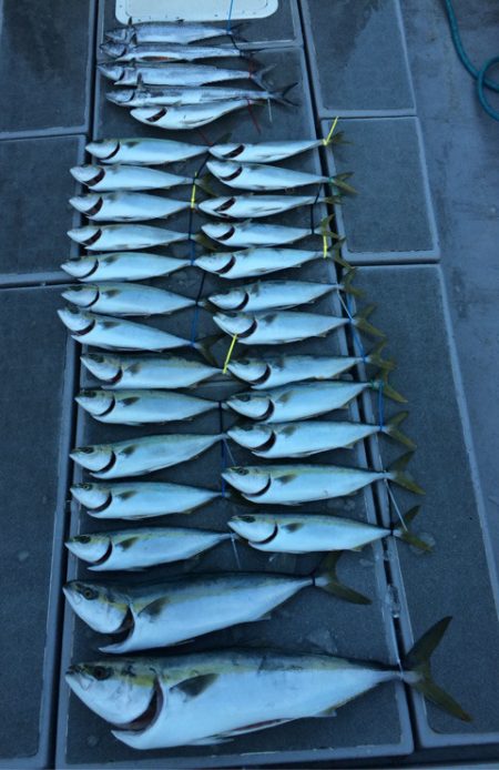 SeaRide(シーライド) 釣果