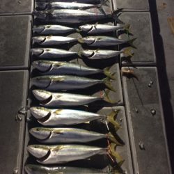 SeaRide(シーライド) 釣果