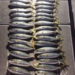 SeaRide(シーライド) 釣果