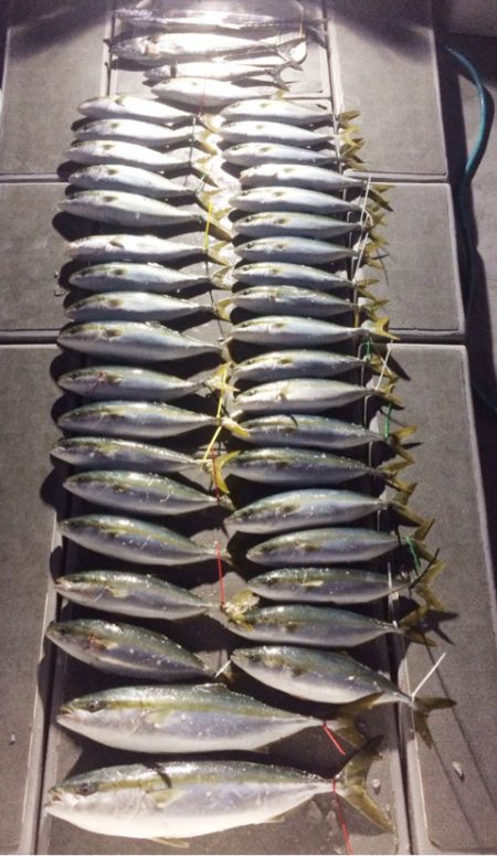 SeaRide(シーライド) 釣果