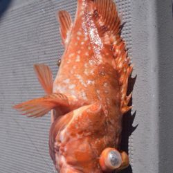 渡船屋たにぐち 釣果