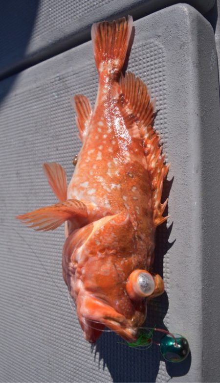 渡船屋たにぐち 釣果