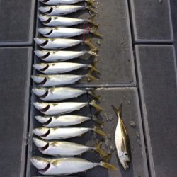 SeaRide(シーライド) 釣果