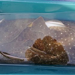 小樽港遊漁船SHAKE 釣果