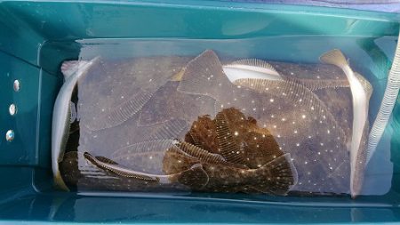 小樽港遊漁船SHAKE 釣果