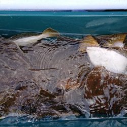 小樽港遊漁船SHAKE 釣果