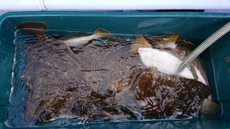 小樽港遊漁船SHAKE 釣果