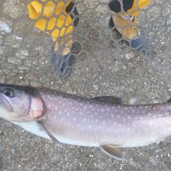 平谷湖フィッシングスポット 釣果