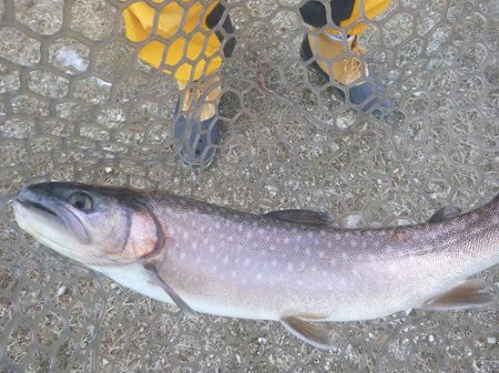 平谷湖フィッシングスポット 釣果