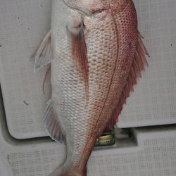 遊漁船 家入 釣果