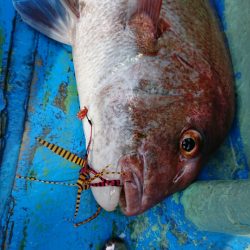 だて丸 釣果