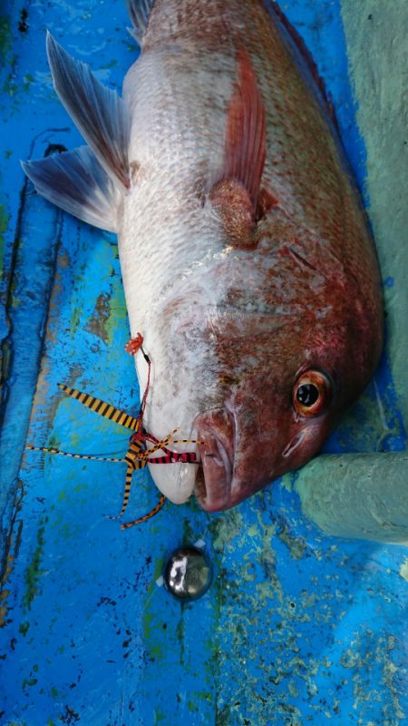 だて丸 釣果