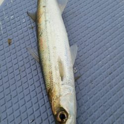 金沢八景鴨下丸 釣果