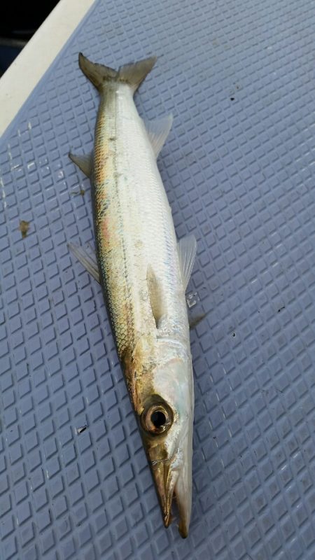 金沢八景鴨下丸 釣果