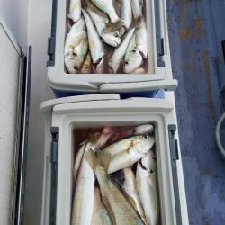 金沢八景鴨下丸 釣果